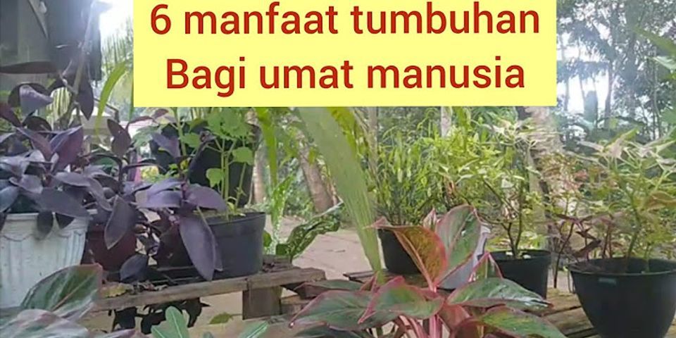 6 nama tumbuhan dan manfaat tumbuhan bagi lingkungan rumah