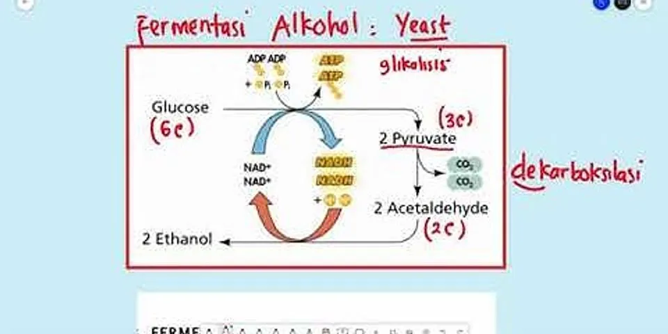 Apa perbedaan antara fermentasi alkohol dan fermentasi asam laktat?