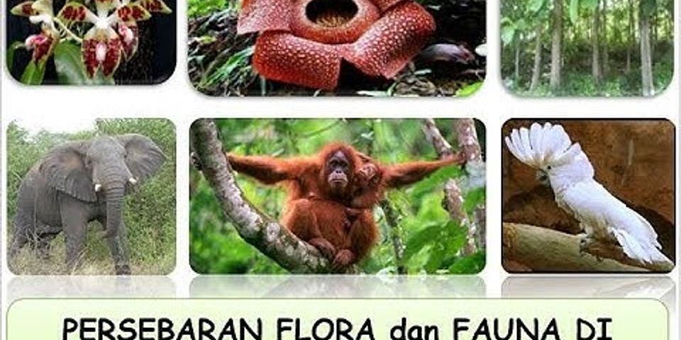 Apa saja flora yang terdapat di Indonesia?