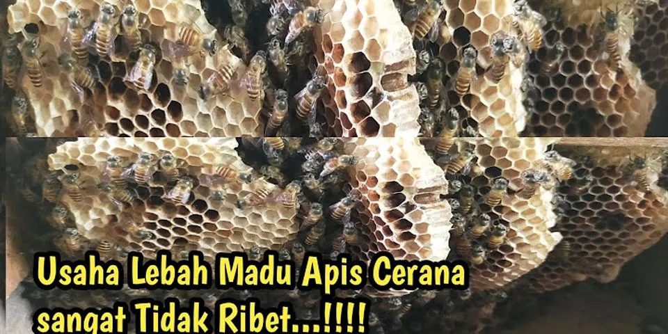 Apa yang dimaksud dengan lebah madu