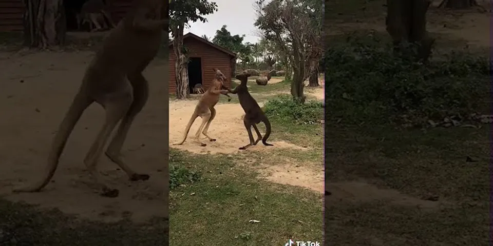 Bagaimana cara kanguru berjalan brainly