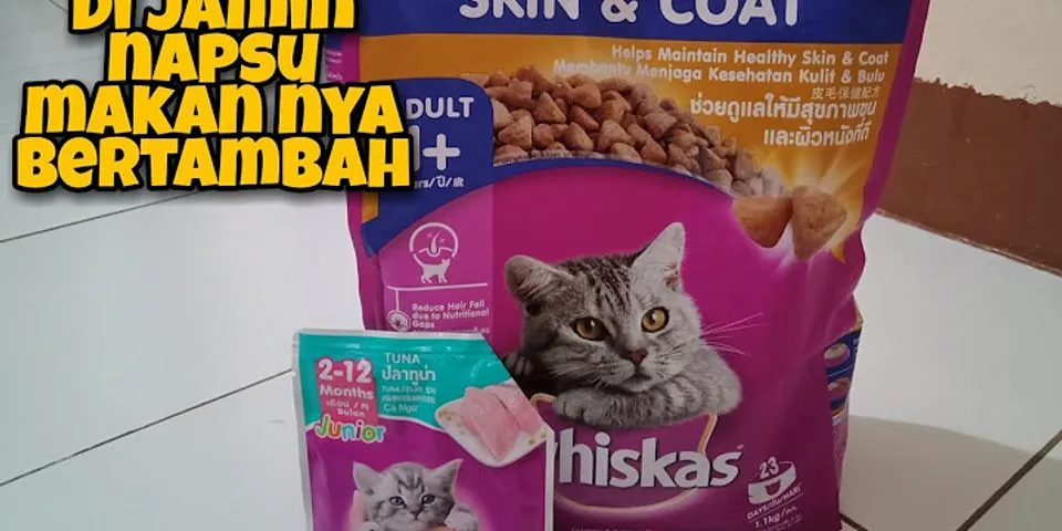 Bagaimana cara mengatasi kucing tidak mau makan?