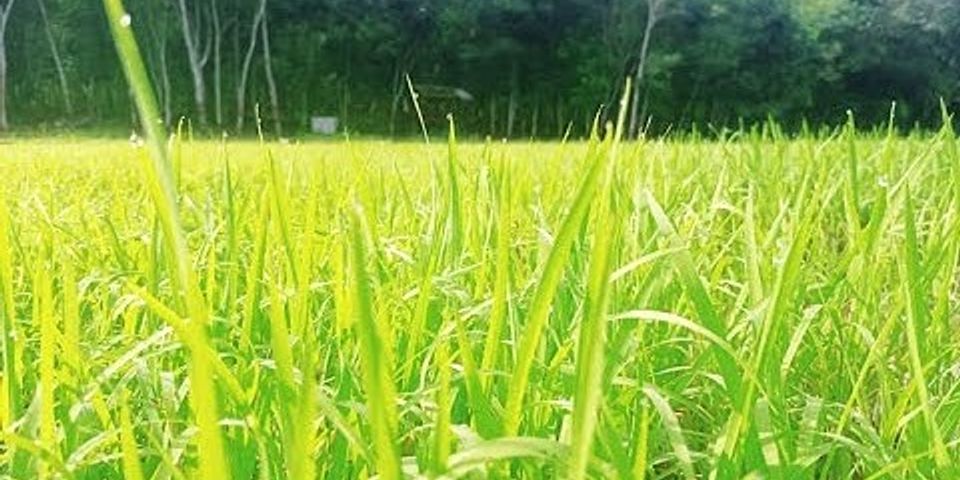 Faktor pendorong thailand menjadi lumbung beras di kawasan asia tenggara adalah